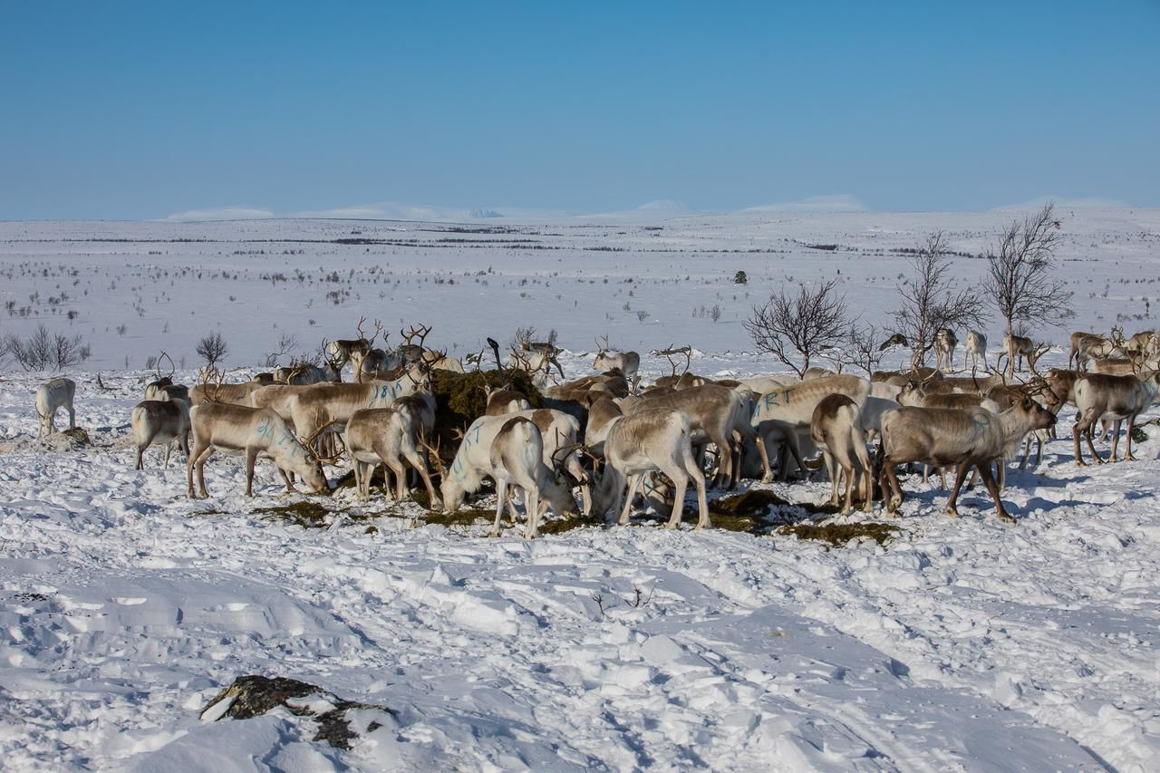 Шале Osman Kelohovi Утсйоки-26